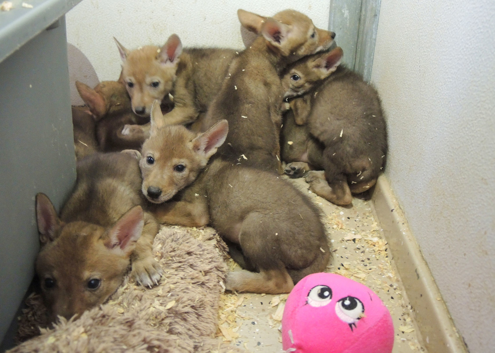 Coyote orphans rescued by Southwest Wildlife Conservation Center